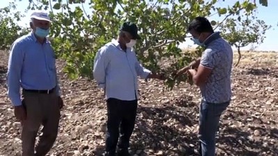 gubre - Fıstık veriminin artırılması amacıyla çiftçilere eğitim - BATMAN Videosu