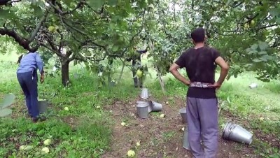 tayk - Geyve ayvasında hasat zamanı - SAKARYA Videosu