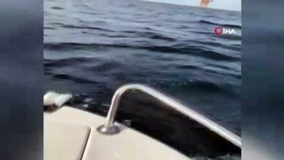 amator kamera -  Karadeniz’de ava çıkan balıkçılara yunuslar eşlik etti Videosu