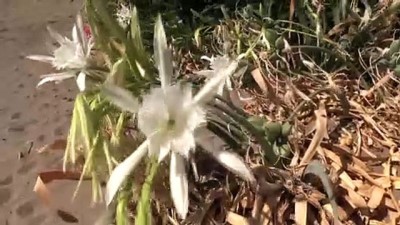 sonbahar - Muğla'da 'sahillerin gelini' kum zambakları özenle korunuyor Videosu