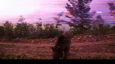 kopek -  Ormana yerleştirilen fotokapan belgesellik görüntüler kaydetti Videosu