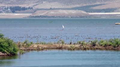 kus cenneti - Reyhanlı Barajı'nda kuş türü sayısı 129'a yükseldi - HATAY Videosu