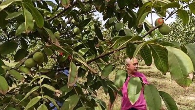  Sıcak hava nar ve cevizi yaktı