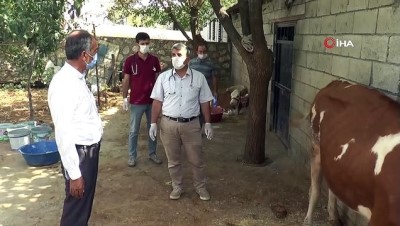 hasta hayvanlar -  Sineklerin ısırdığı 16 büyükbaş hayvan telef oldu Videosu