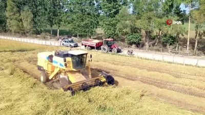  Sinop'ta çeltik hasadı