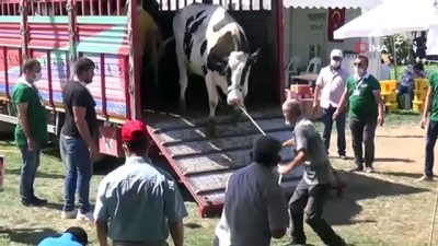  İnatçı inek güzellik yarışmasından kaçtı
