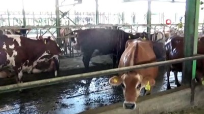  Rekor sıcaklıkta inekler dev vantilatör ve duşla serinletiliyor
