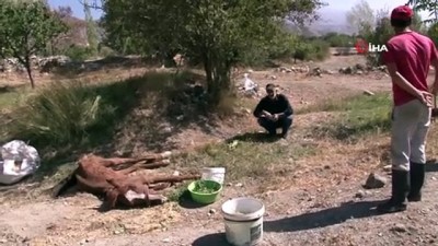  Can çekişen atın gözlerini kargalar oymasın diye saatlerce başında bekledi