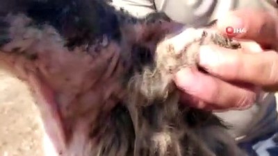 kopek -  Çöplükte bulunan köpek, hayat mücadelesi veriyor Videosu