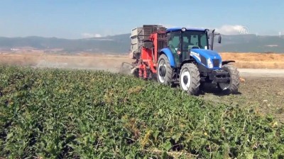 asad - Gaziantep'te 14 bin dönüm alanda şeker pancarı hasadı sürüyor Videosu