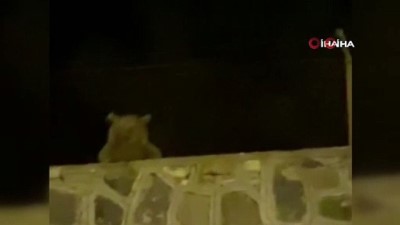 guvenlik kamerasi -  Sarıkamış’ta ayı vatandaşa el salladı Videosu