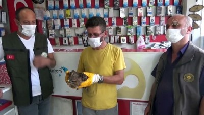 Yaralı şahin tedavi altına alındı - AMASYA