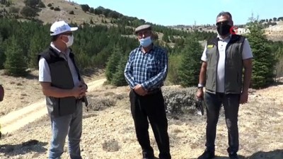  Fidanlar büyüyünce ormanlık alan hayvan otlatmaya açıldı