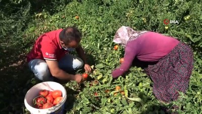 kadin isci -  Kavurucu sıcakta tarım işçilerinin zorlu mesaisi Videosu