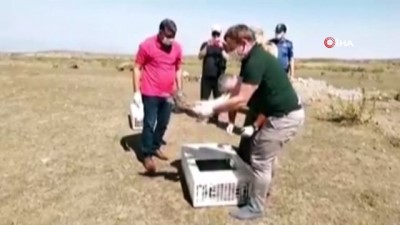 kinali -  Ağrı Dağı eteğinde doğaya kınalı keklik bırakıldı Videosu