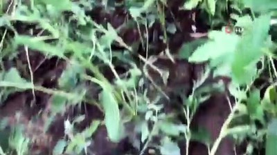  Domuz çiftliği köylüleri canından bezdirdi