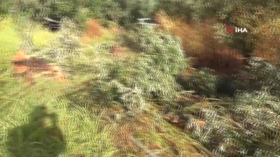  Kontrolden çıkan araç zeytinliğe girdi, hurdaya dönen otomobilde sürücü hayatını kaybetti