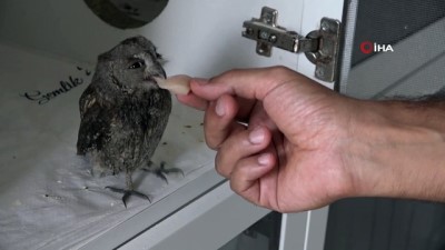  Yaralı baykuşa şefkat eli