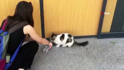  Hayvansever genç kızdan alkışlanacak hareket