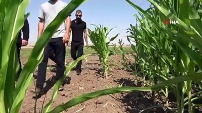 yaz yagmuru -  Murat Nehri'nde sular çekildi, tarım başladı Videosu