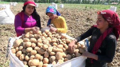 tarim iscisi -  Patates tarlalarında çalışmak için yüzlerce kilometre uzaktan geliyorlar Videosu