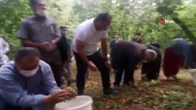 findik hasadi -  Sakarya Valisi Kaldırım, mevsimlik işçilerle fındık topladı Videosu