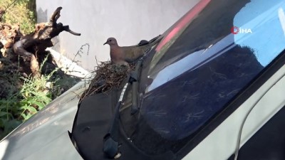  Uğruna kontak kapatılan kumru yuvasındaki yavrular yumurtadan çıktı