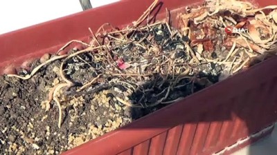 aktuel -  Annesi ölen yavru kuşları evlat edindi Videosu