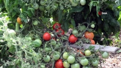 organik urun -  Bu domates çeşidini gören şaşırıyor Videosu