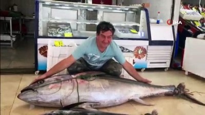  Marmara'da dev orkinos balığı yakalandı