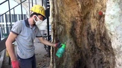 surgun -  400 yıllık ağaca özel bakım Videosu