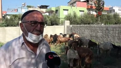seker hastasi -  Ahıra giren sokak köpekleri 7 keçiyi telef etti, keçilerin sahibi gözyaşlarına boğuldu Videosu