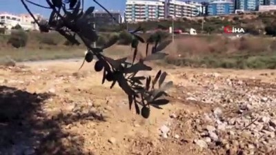 zeytin agaci -  Kuşadası’nda 1500 Yıllık zeytin ağacına bitişik yapılan villa belediye tarafından yıkıldı Videosu