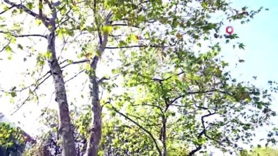 yuruyus yolu -  ‘Lozan Parkı’ yenileniyor Videosu