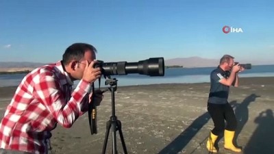 kislak -  Van Gölü binlerce flamingoya ev sahipliği yapıyor Videosu