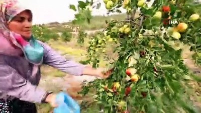 soguk hava deposu -  Demirci Ormanı hünnap ile şifa ve gelir kaynağı olacak Videosu