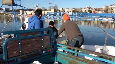 whatsapp -  Kısıtlama günlerinde “Alo Balık Hattı” devrede Videosu