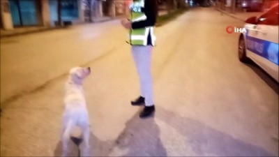 zindik -  Trafik polisinin köpeğe şefkati yürekleri ısıttı Videosu