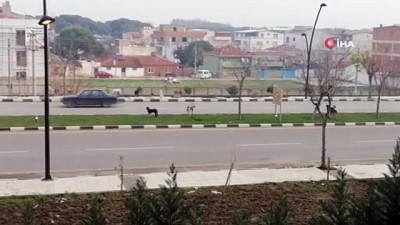 sokak kopekleri -  Sürücülerin sokak köpekleriyle imtihanı Videosu
