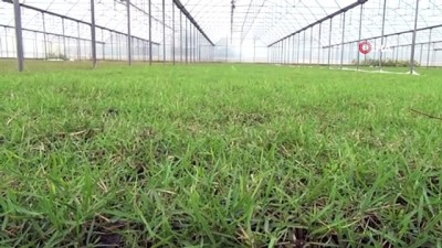 kadin isci -  Susuzluğa dayanıklı hazır çim büyük rağbet görüyor, metrekaresi 20 liradan satılıyor Videosu