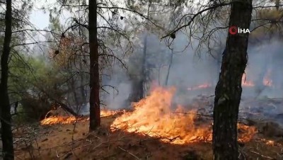  10 dönümlük ormanlık alan yangında zarar gördü
