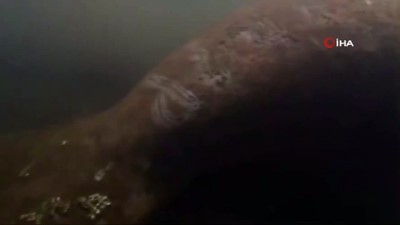 hafta sonu -  - ABD'de deniz ineğinin üzerine 'Trump' yazıldı Videosu