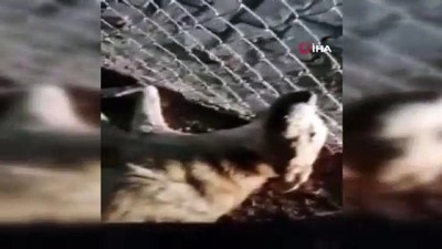 hayvan severler -  Çay'daki hayvan barınağında dehşete düşüren görüntüler Videosu