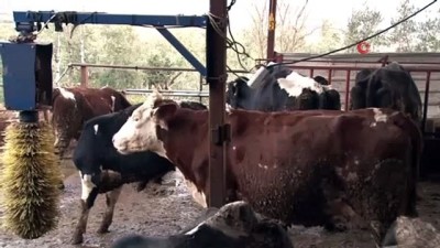 deprem ani -  Denizli'de depremin hayvanlara yaşattığı panik kamerada Videosu