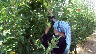 erken uyari -  Isparta’da elma üretimi rekor kırdı, kentte bu sezon 900 bin ton elma üretildi Videosu