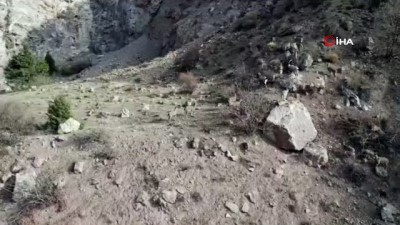 yaban kecisi -  Nadir görülen yaban keçileri bu kez droneye yakalandı Videosu