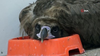  Soyu azalan Kara Akbaba, bitkin halde bulunup, koruma altına alındı