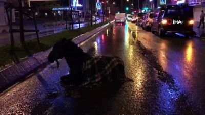  Arnavutköy’de minibüs ata çarptı