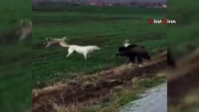  - Domuz ile köpekler arasındaki amansız mücadele böyle görüntülendi