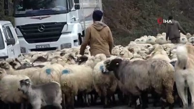  Havalar sıcak diye yaylaya çıkmışlardı, havalar soğuyup kar gelince tekrar köylerine indiler